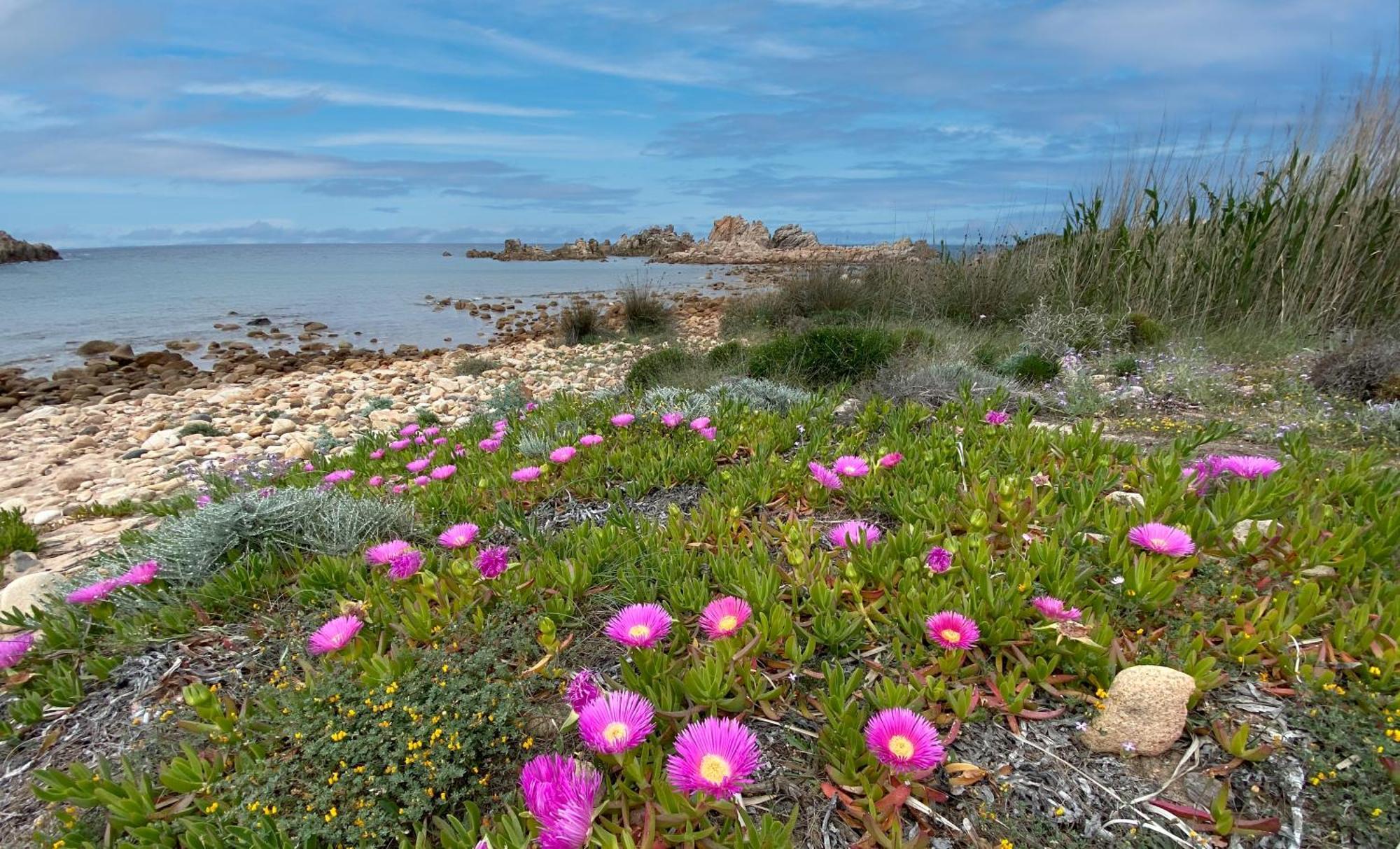 Gli Oleandri Di Calarossa - 5M Walk To The Beach Isola Rossa Dış mekan fotoğraf